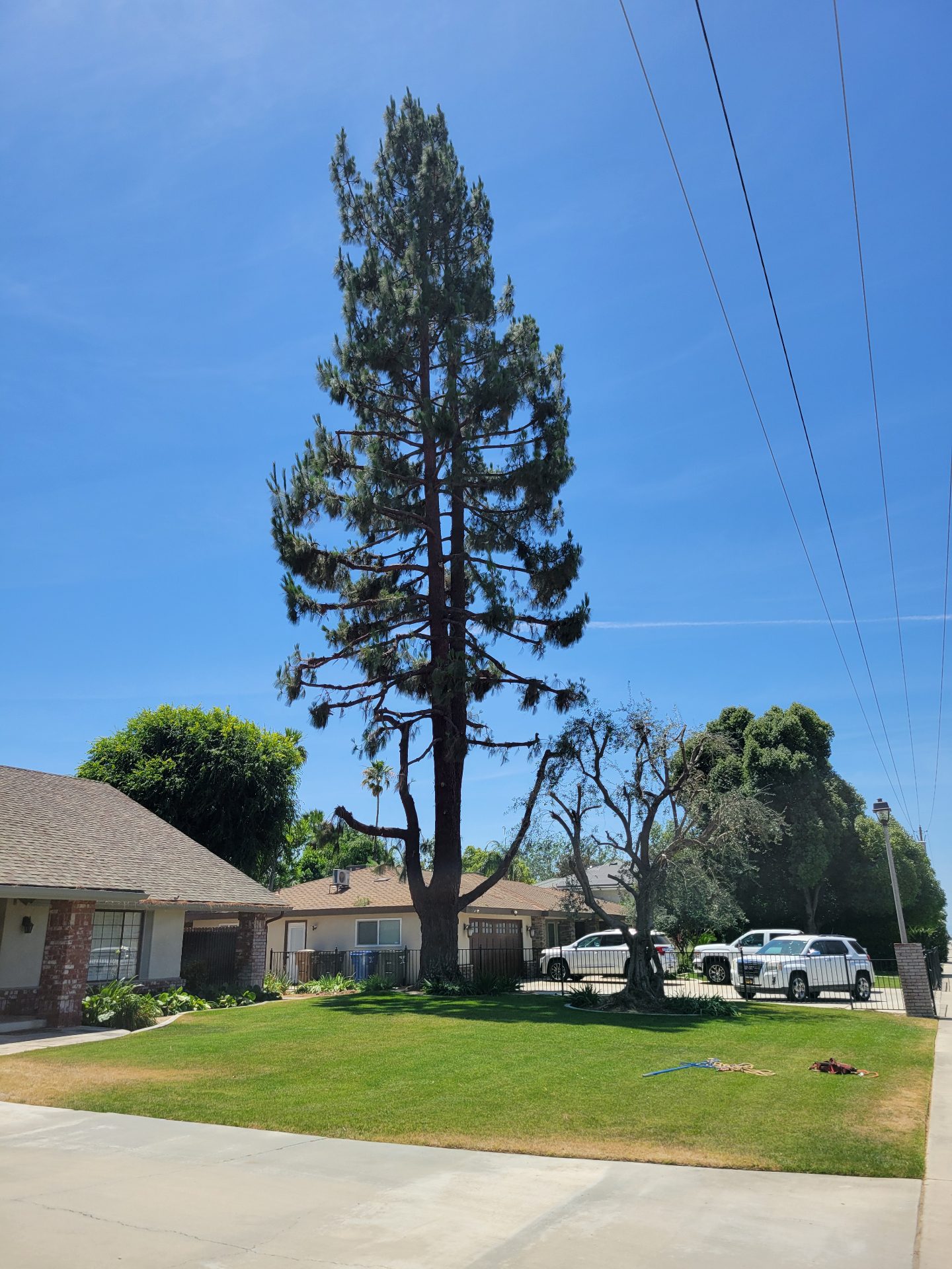 Pine shaped & cleared — tree service near Lamont, CA