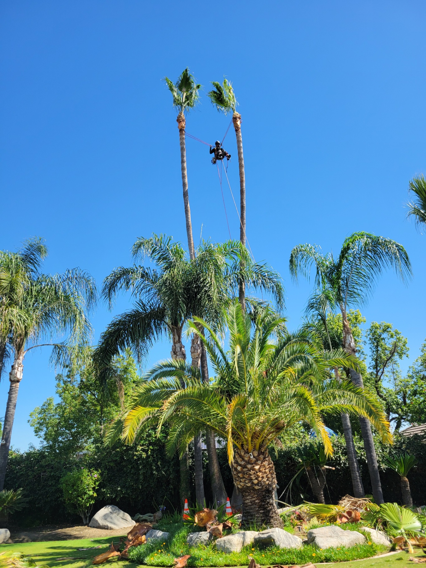 Tall Mexican palm removal