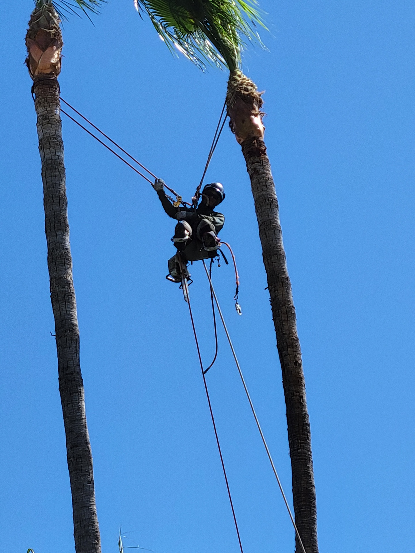 Palm topping — close-up