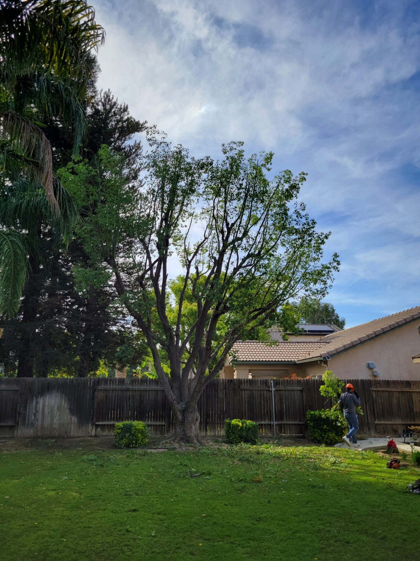 Backyard trimming — tree service near Lamont, CA