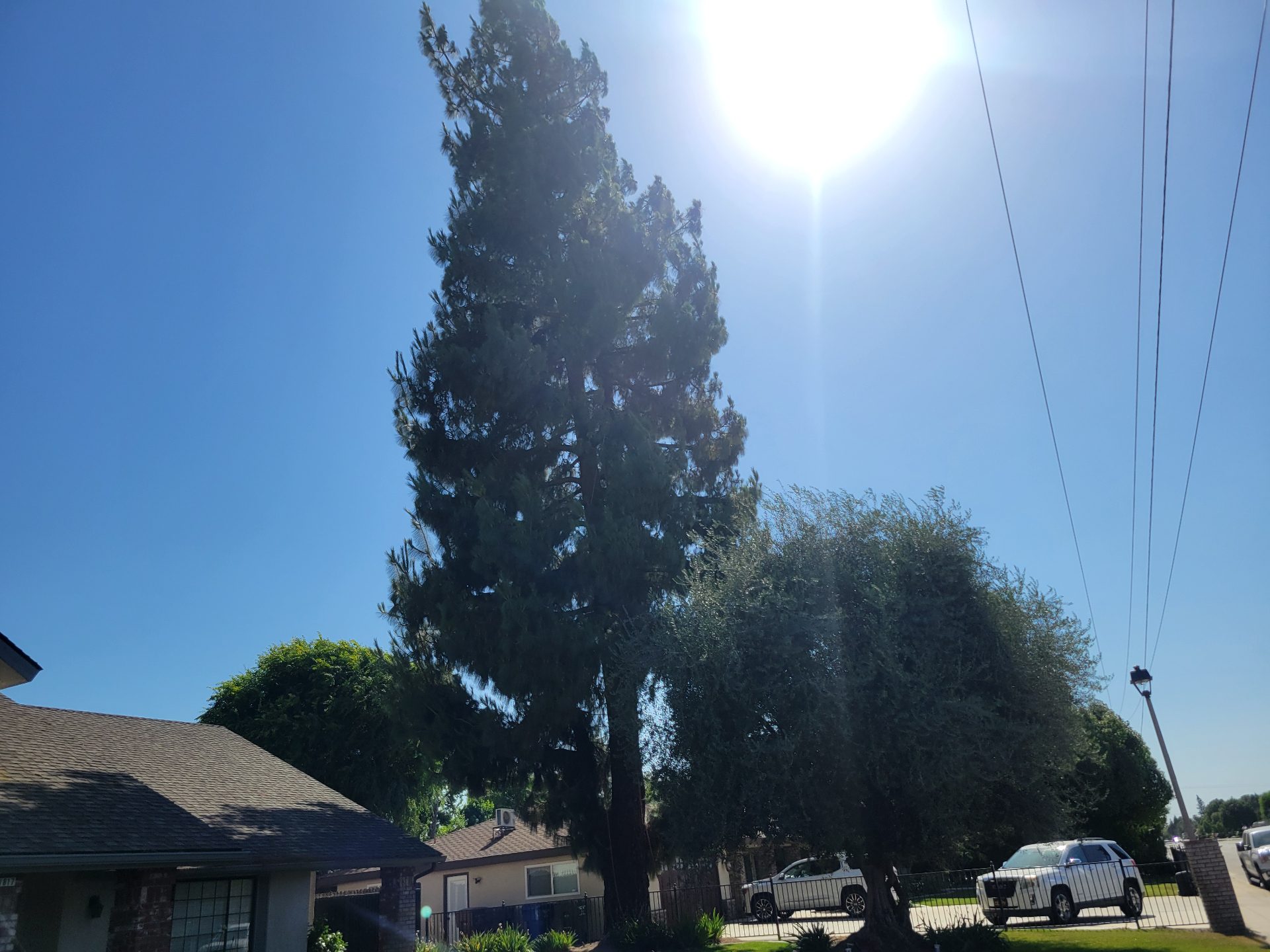 Before — overgrown pine — tree service near Lamont, CA