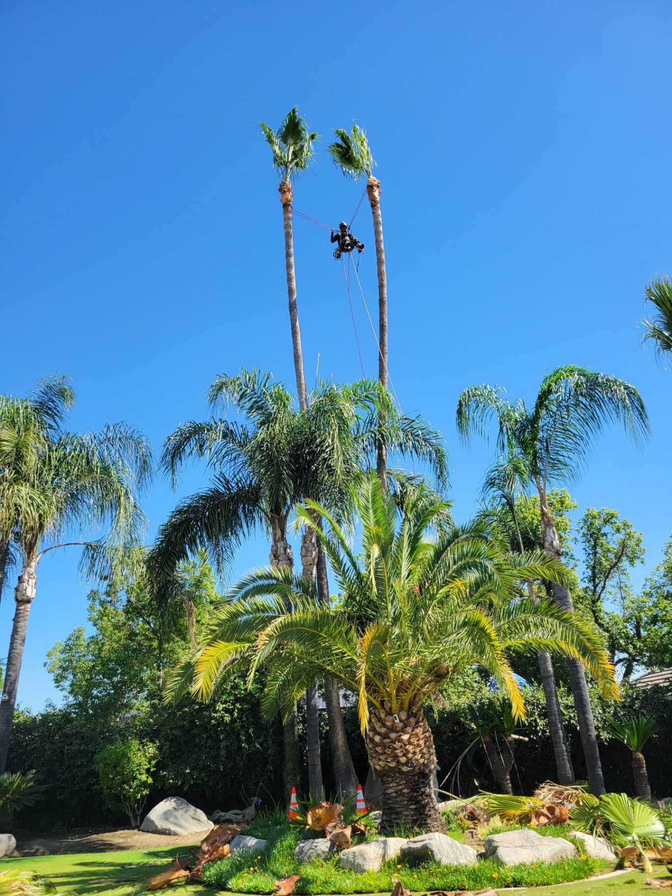Tall palm removal — tree service near Lamont, CA