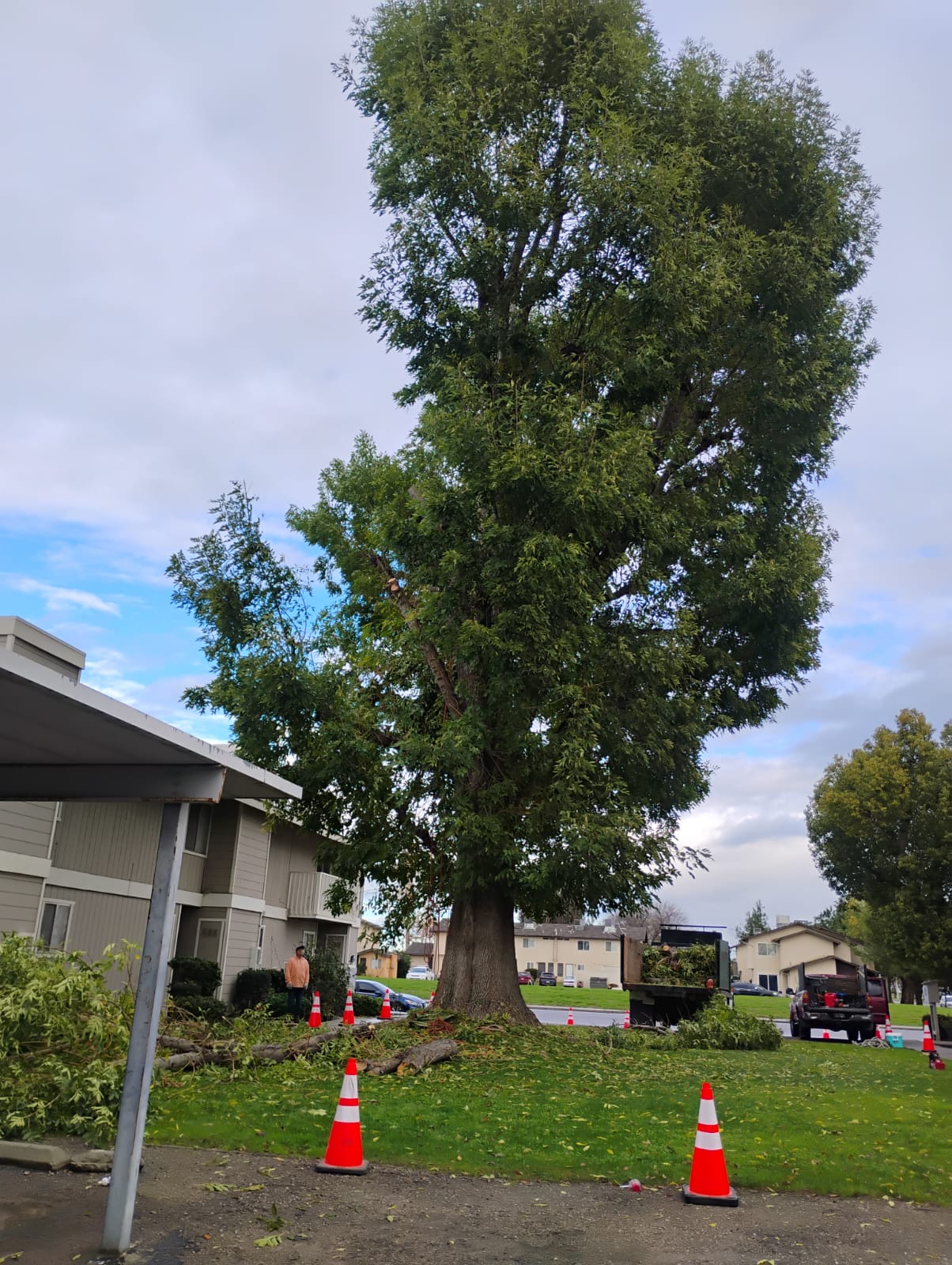 Before — large tree