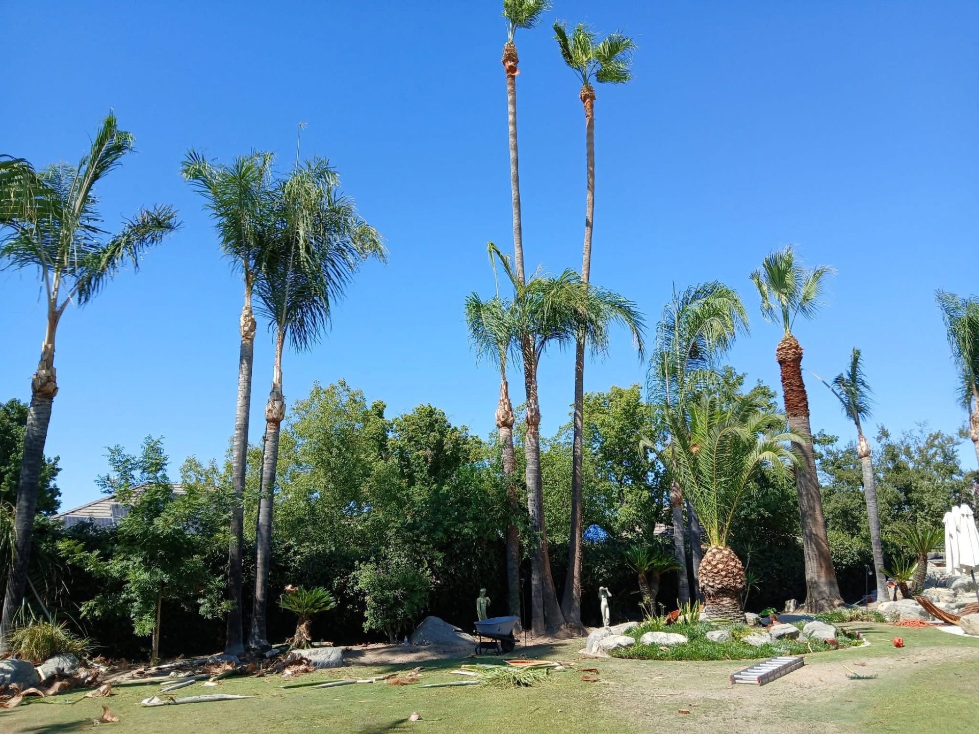 Tall palm trimming